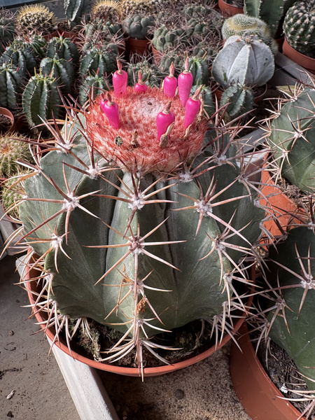 Melocactus neryi