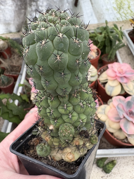 Sulcogartia rauschii x Weingartia neumanniana