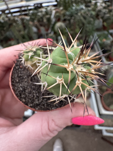 Acanthocalycium thionanthum x2