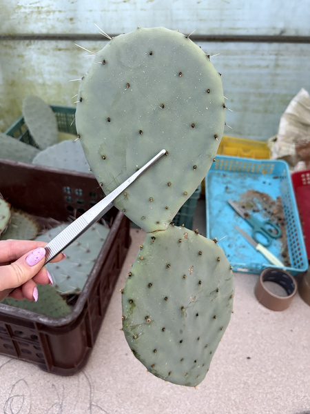 Opuntia robusta v.gigantea