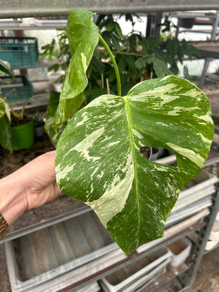 Monstera deliciosa 'Variegata'