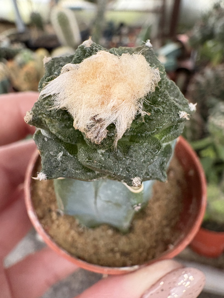 Ariocarpus fissuratus v.lloydii