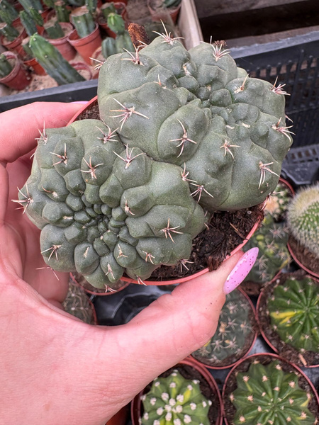 Gymnocalycium baldianum 'Dichotoma'