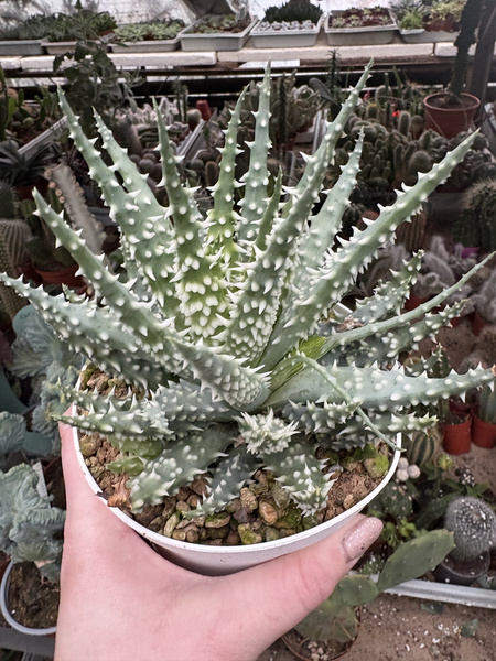 Aloe humilis 'Shark'