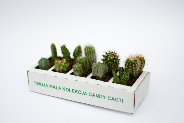 Set of 10 different cacti MINI