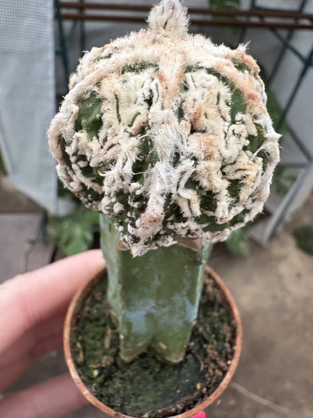 Astrophytum myriostigma 'Rampou'