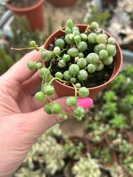 Senecio rowleyanus 'Variegata'