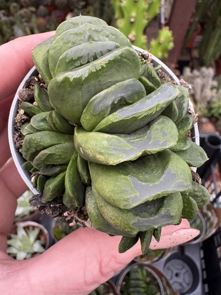Haworthia maughanii x truncata