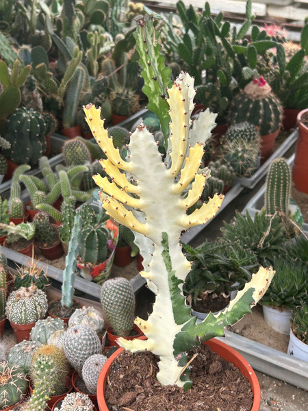 Euphorbia lactea 'White Ghost'