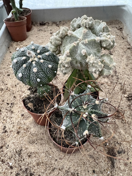Set of 3 different Astrophytum asterias MUTANTS