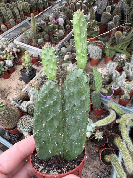 Opuntia tomentosa (Woollyjoint Prickly Pear)