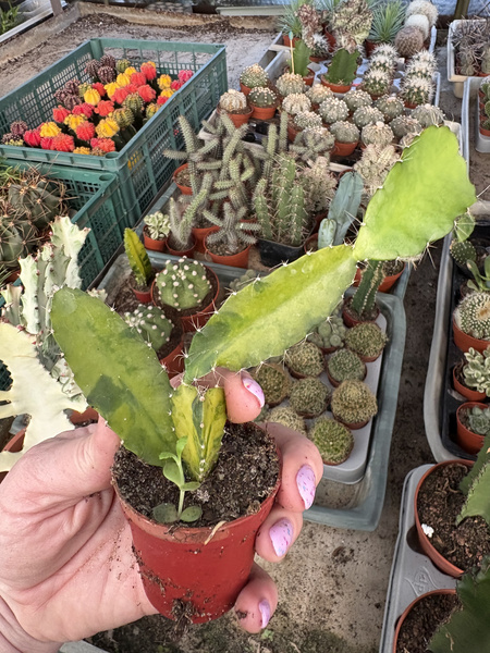 Hylocereus undatus 'Variegata' smoczy owoc