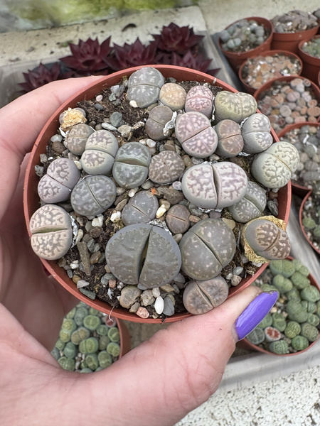 Lithops mix GRUPA siewek II