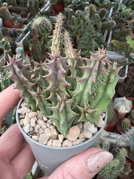 STAPELIA DESMETIANA