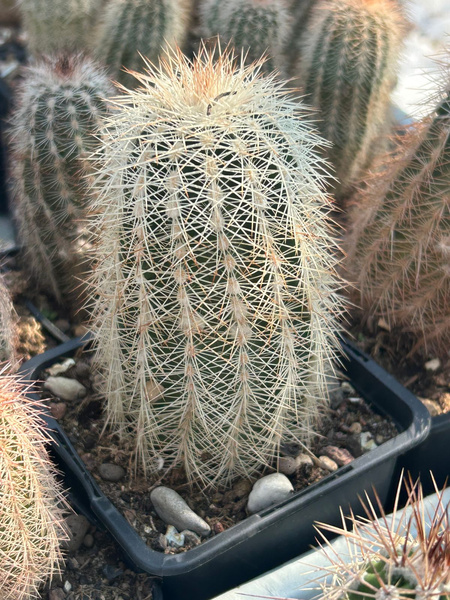 Echinocereus russanthus MROZOODPORNY