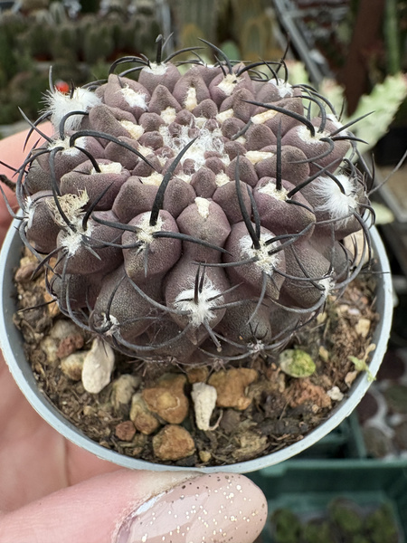 Pyrrhocactus heinrichianus
