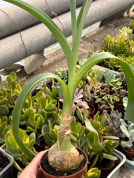 Albuca bracteata KAUDEKS