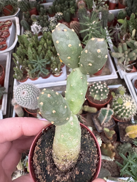 Cumulopuntia boliviana