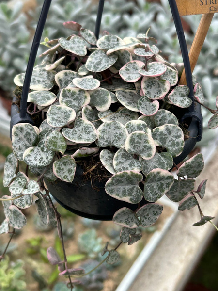 Ceropegia woodii 'Variegata'