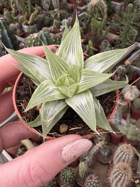 HAWORTHIA SILVER 'VARIEGATA'