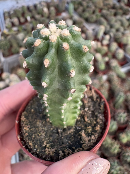 Echinocereus triglochidiatus v.mojavensis 'Inermis'