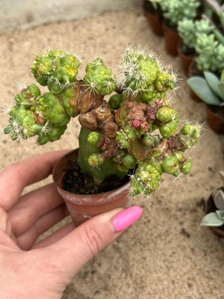 Mammillaria spinosissima 'Coral'