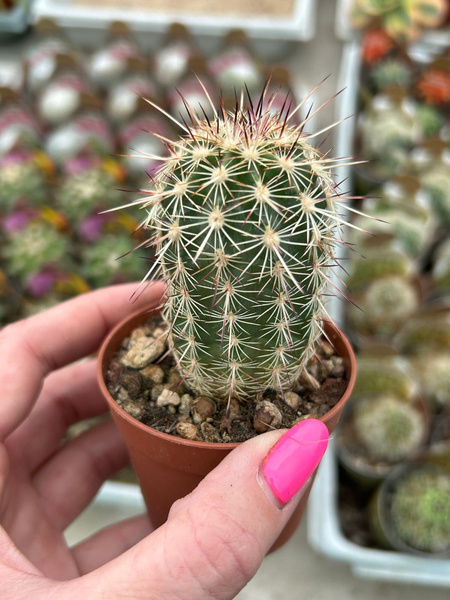 Echinocereus chloranthus