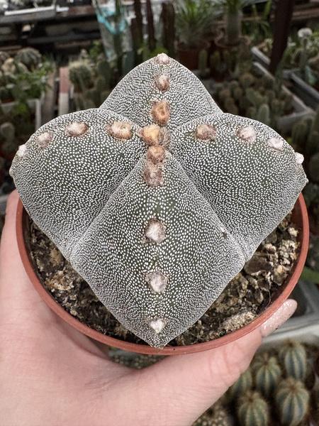 Astrophytum myriostigma 'Ball Quadricostatum'