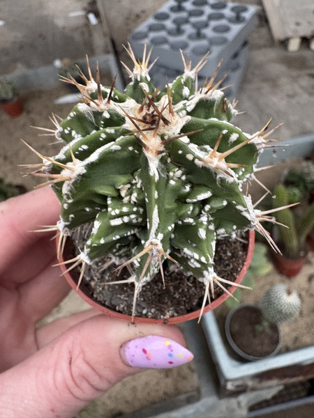 Astrophytum ornatum 'Dinosaur Fukuryu Hannya' siewka