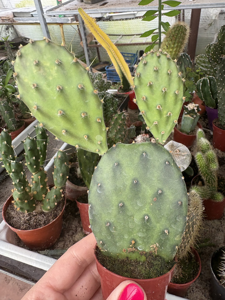 OPUNTIA DECUMBENS