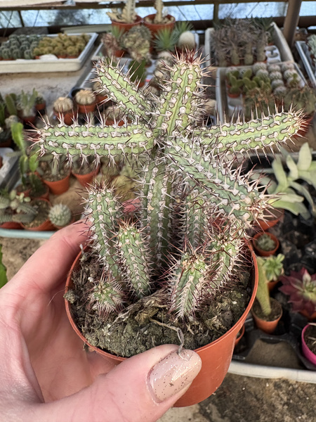 Euphorbia baioensis