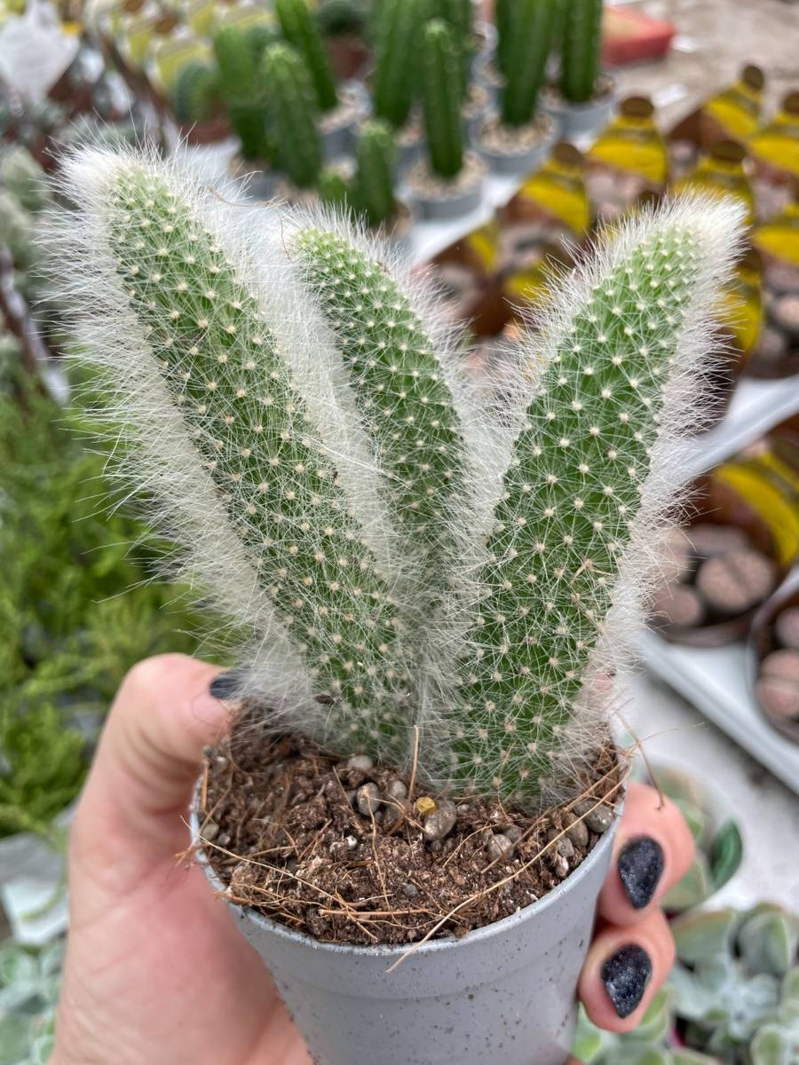 Monkey Tail - Hildewintera Colademononis - Beautiful In Hanging Baskets - Foto 8