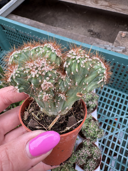 Cereus peruvianus 'Monstruosus' RED SPINES