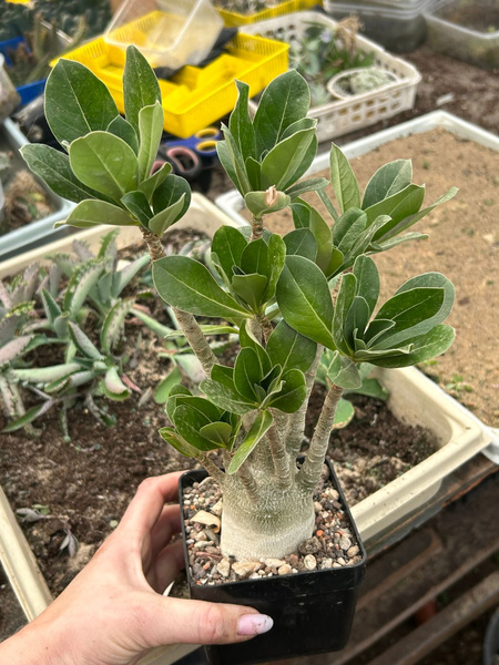 Adenium arabicum 10letnia siewka KAUDEKS