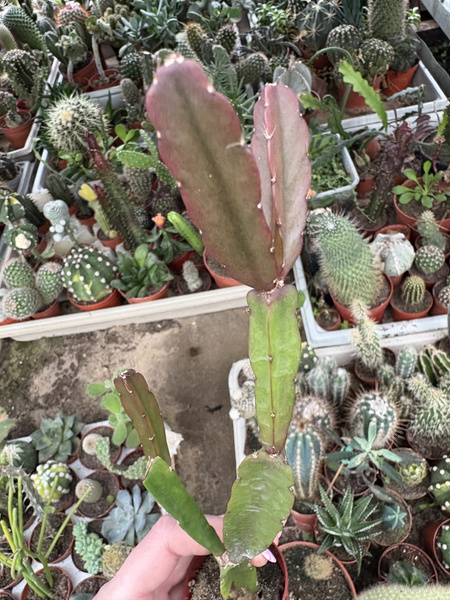 Rhipsalis agudoensis