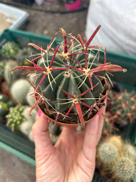 Ferocactus latispinus