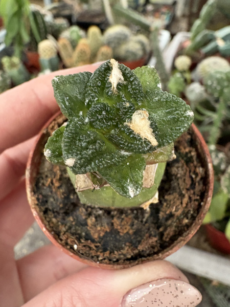 Ariocarpus fissuratus