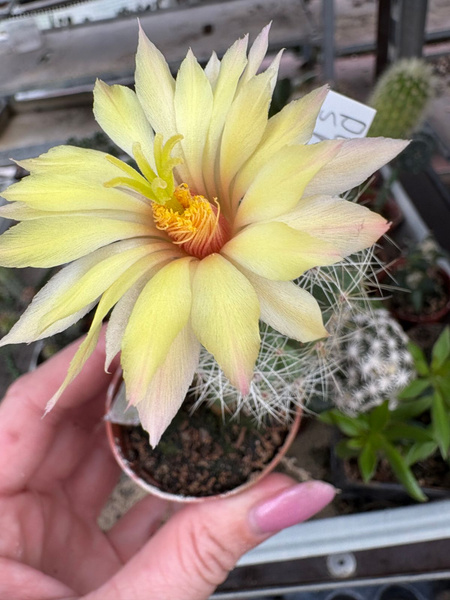 Dolichothele sphaerica