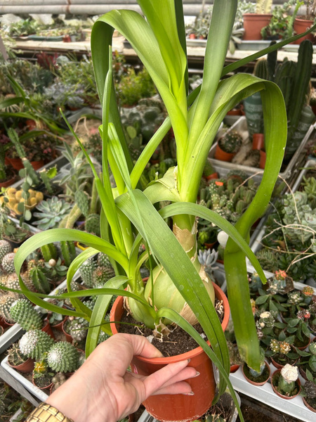 Albuca bracteata KAUDEKS