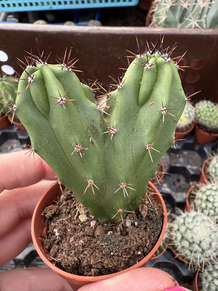Myrtillocactus cochal 'Dichotoma'
