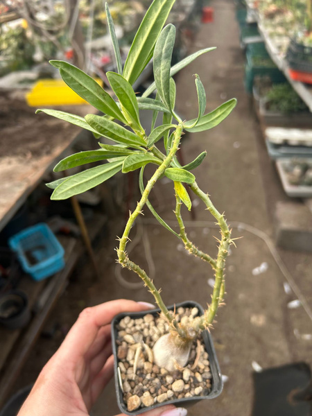 Pachypodium succulentum CAUDEX