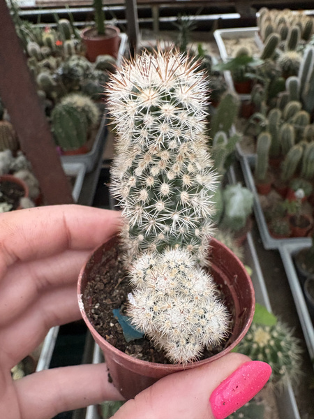 Mammillaria gracilis cv. Arizona Snowcap