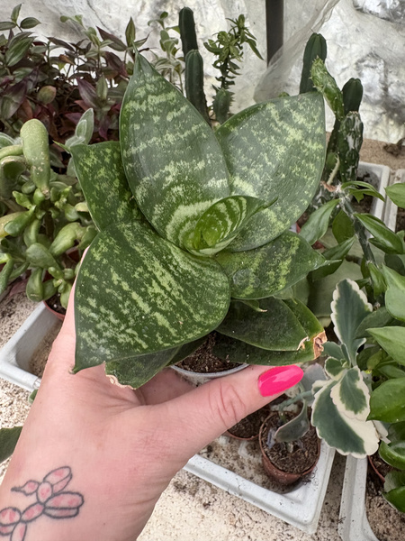 Sansevieria trifasciata v.Hahnii