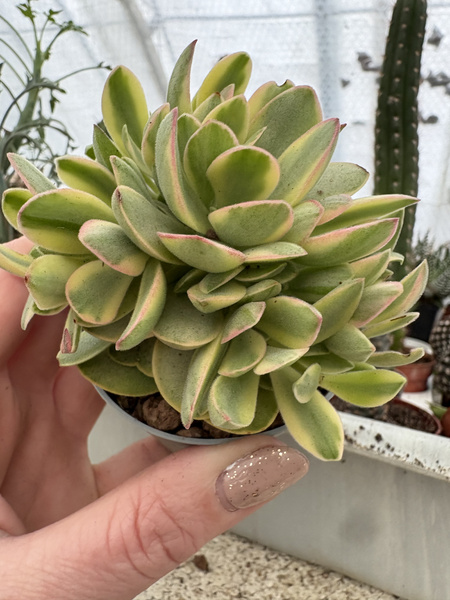 Crassula atropurpurea v.muirii 'Variegata' (Moneymaker) MINIMA GRUBOSZ