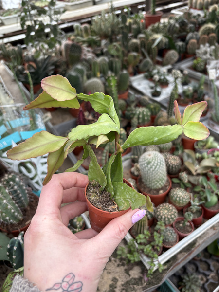 Rhipsalis pachyptera