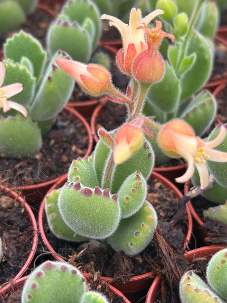 Cotyledon ladismithiensis