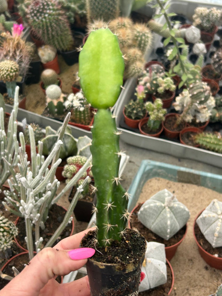 Acanthocereus tetragonus