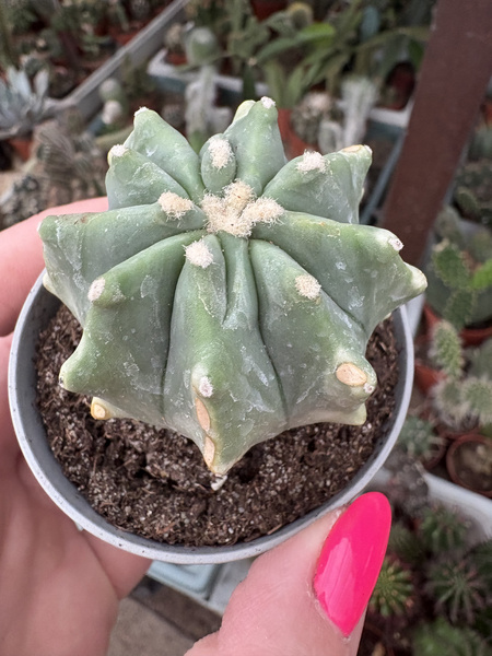 Ferocactus glaucescens 'Inermis'