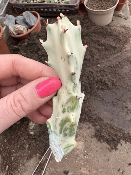 Euphorbia lactea 'White Ghost'