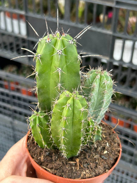 Myrtillocactus cochal GRUPA